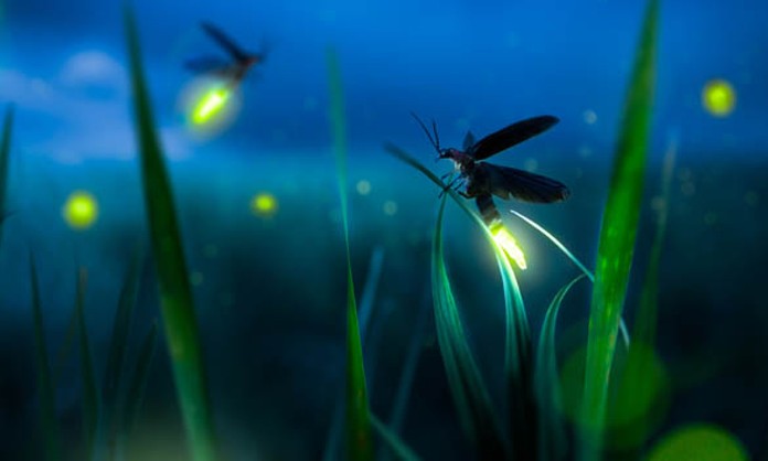 Por: Cortesía Dificultades para presenciar luciérnagas en los recorridos de Tlaxcala