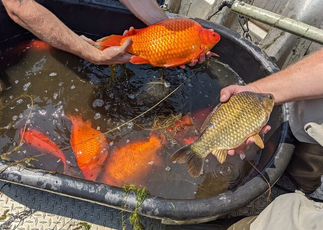 Por: Cortesía La razón por la que jamás deberías liberar a tus peces en la naturaleza