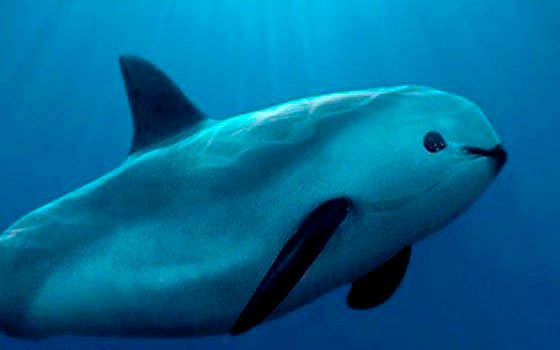 Por: Cortesía Gobierno de México pone fin a zona libre de pesca para vaquitas marinas