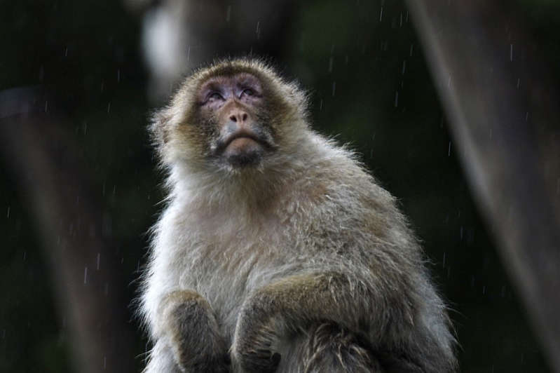 Por: Cortesía Muere veterinario de China por "virus del mono B" mientras investigaba a primates