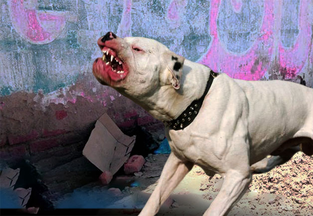 Por: Cortesía Pitbull le quita la vida a menor de tres años