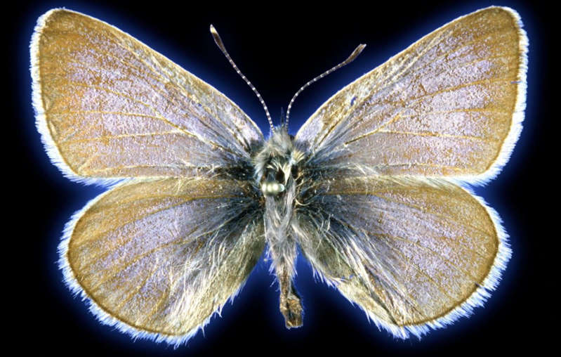 Por: Cortesía Confirman extinción de mariposa azul Xerces a causa del ser humano