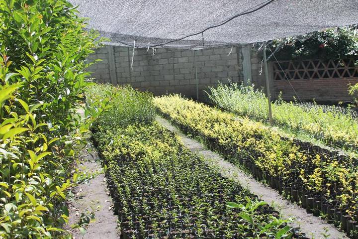 Por: Cortesía CGE entregará 60 mil árboles para reforestar la malinche.