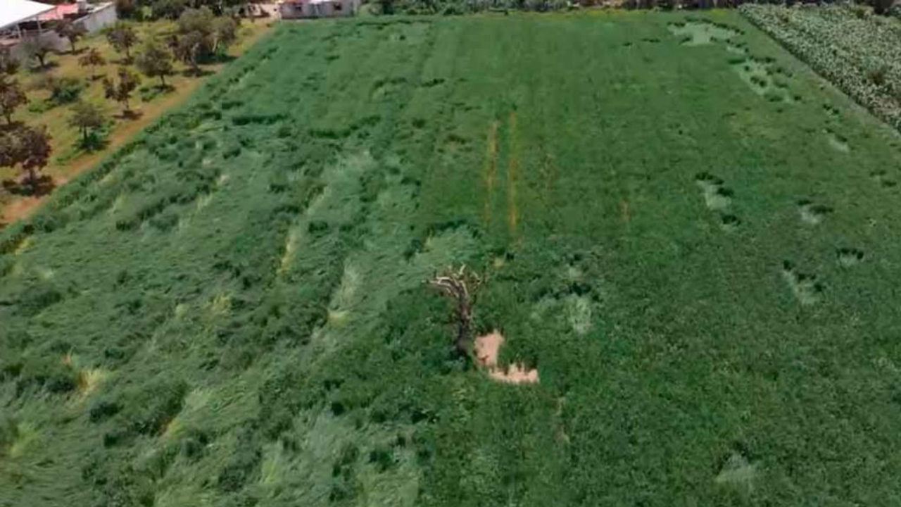 Por: Cortesía ¡Finalmente! Descubren que causó la aparición de “símbolos” en los plantíos de Juan C Bonilla