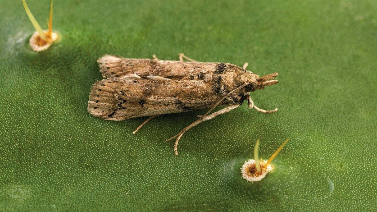 Por: Cortesía La palomilla del nopal amenaza fuertemente para 107 especies