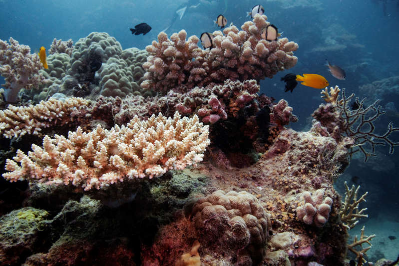 Por: Cortesía Mantiene Gran Barrera Coral fuera de Lista de Patrimonio en Peligro: UNESCO