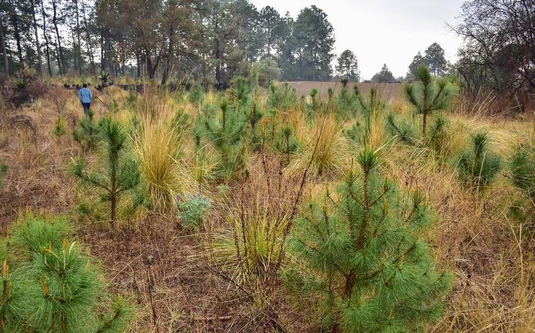 Por: Cortesía Asociaciones buscan reforestar el Cerro de Cuatlapanga.