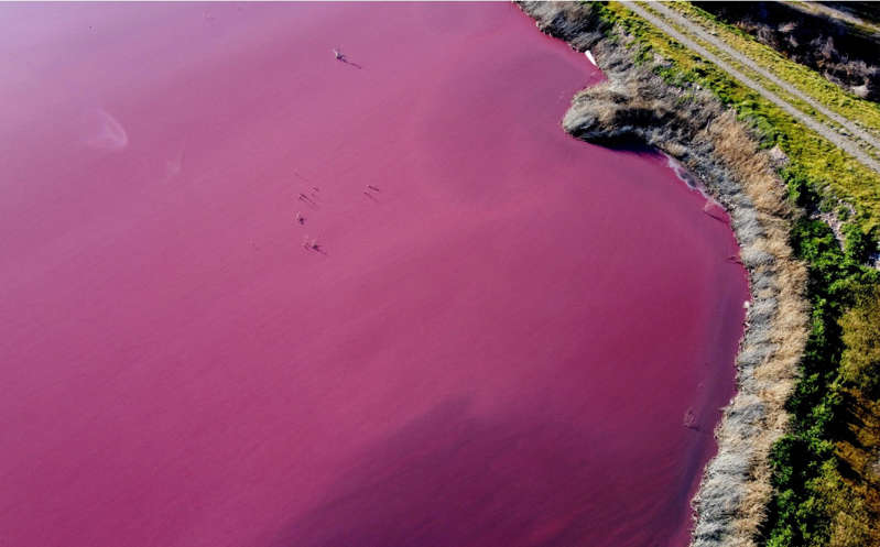 Por: Cortesía Laguna se pinta rosa y causa controversia