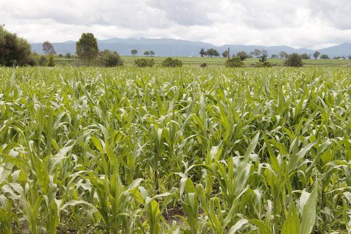 Por: Cortesía Se espera que el sector agrícola en Tlaxcala genere 1.43 millones de toneladas en granos