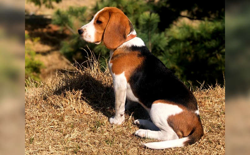 Por: Cortesía Reforma es aprobada para penar el maltrato animal en el Estado de México