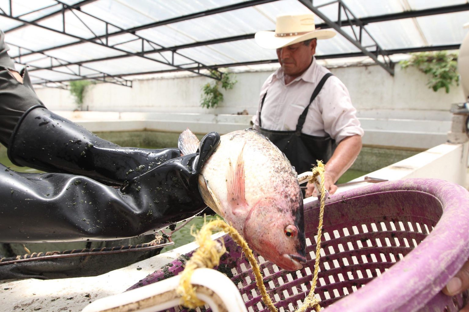 Por: Cortesía Entrega SEFOA crías de carpa y tilapia para impulsar acuacultura en Tlaxcala