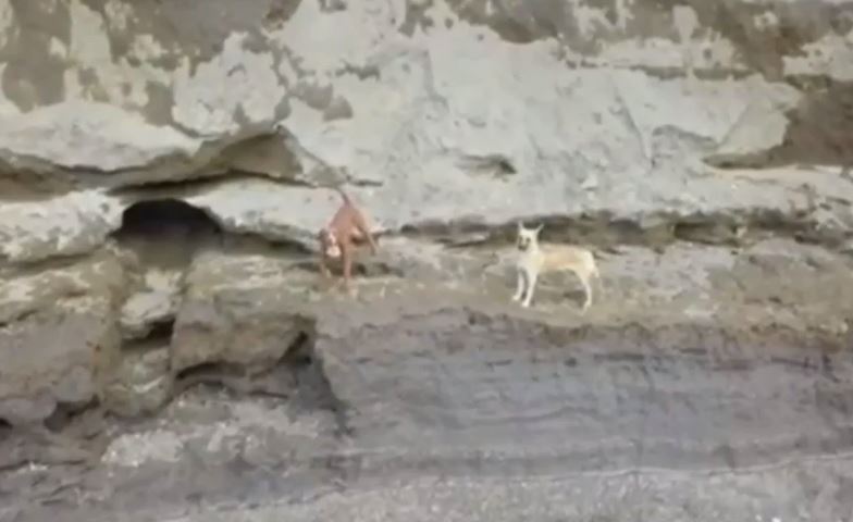 Autoridades analizan rescate seguro de perros atrapados en socavón de Puebla