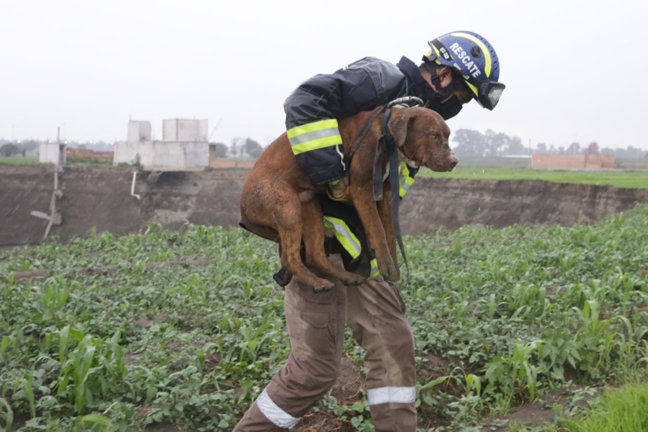 Por: Cortesía Rescatan a perritos atrapados en socavón