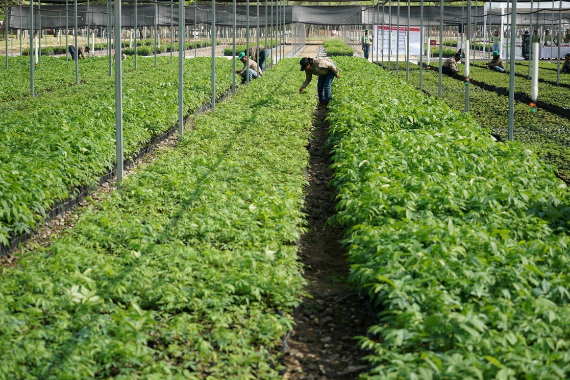 Por: Cortesía Sembrando vida plantará más de 15 millones de árboles en Campeche