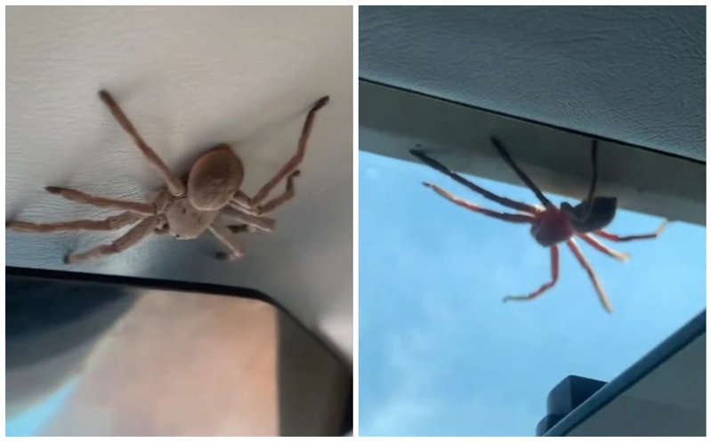 Por: Cortesía Piloto descubre enorme araña sobre él en pleno aterrizaje; impactante video se hace viral