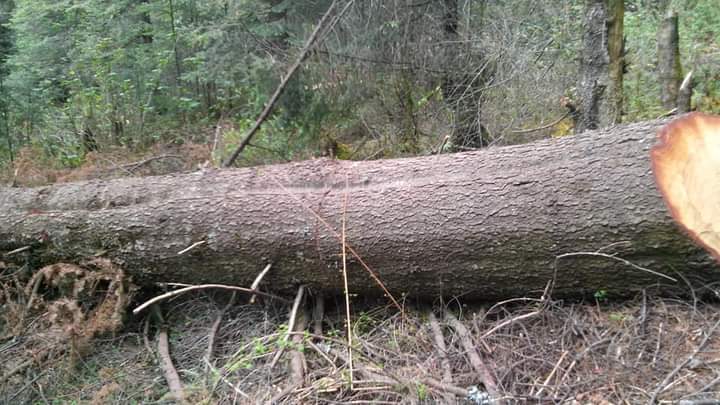 Por: Cortesía Empeora deforestación en la Malintzi, activistas urgen solución