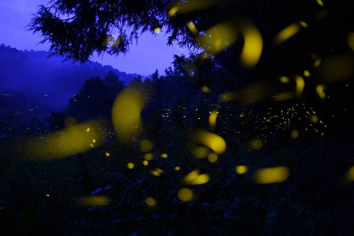 Por: Cortesía Tlaxcala buscará impulsar el turismo en la temporada de luciérnagas.