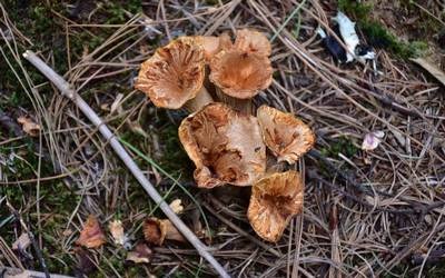 Por: Cortesía Con las lluvias inicia la temporada de recolección de Hongos en la Malinche