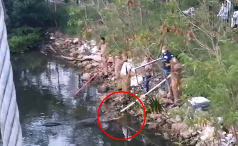 Cocodrilo mata a mujer que lavaba ropa a la orilla de un canal en Tamaulipas