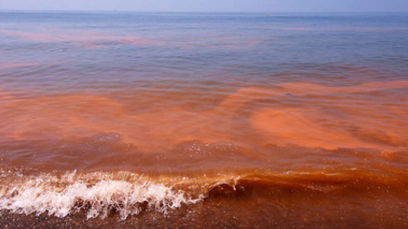 Por: Cortesía La Secretaría de Salud en Oaxaca emitió una alerta por la presencia de marea roja en playas del Istmo