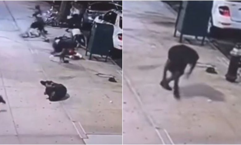 Por: Cortesía Joven salva su vida al fingir su muerte para evitar ser baleado en medio de un tiroteo (Video)