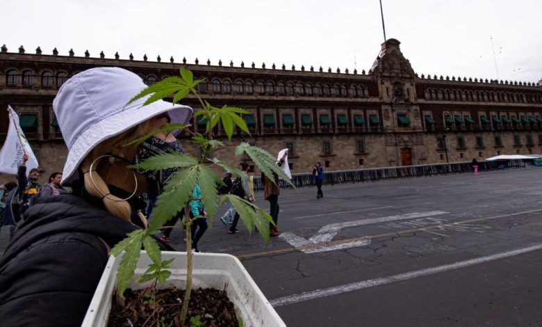 Por: Cortesía Ministros de la SCJN inician discusión para legalizar la marihuana