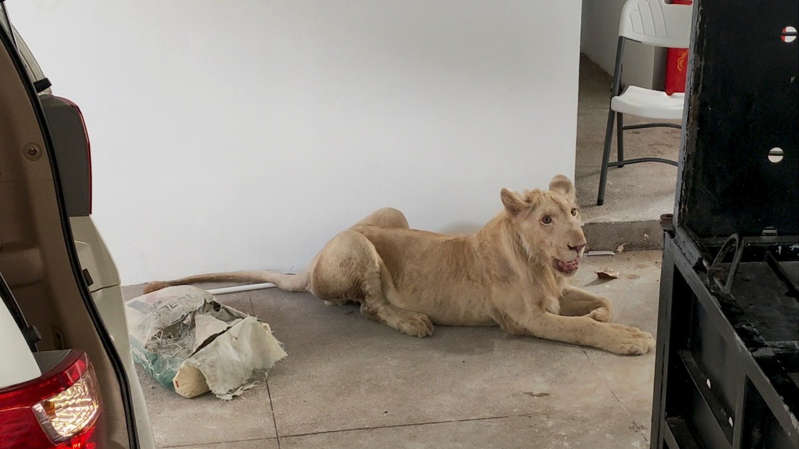 Por: Cortesía En Camboya, rescatan a león sin garras ni colmillos gracias a video viral de TikTok