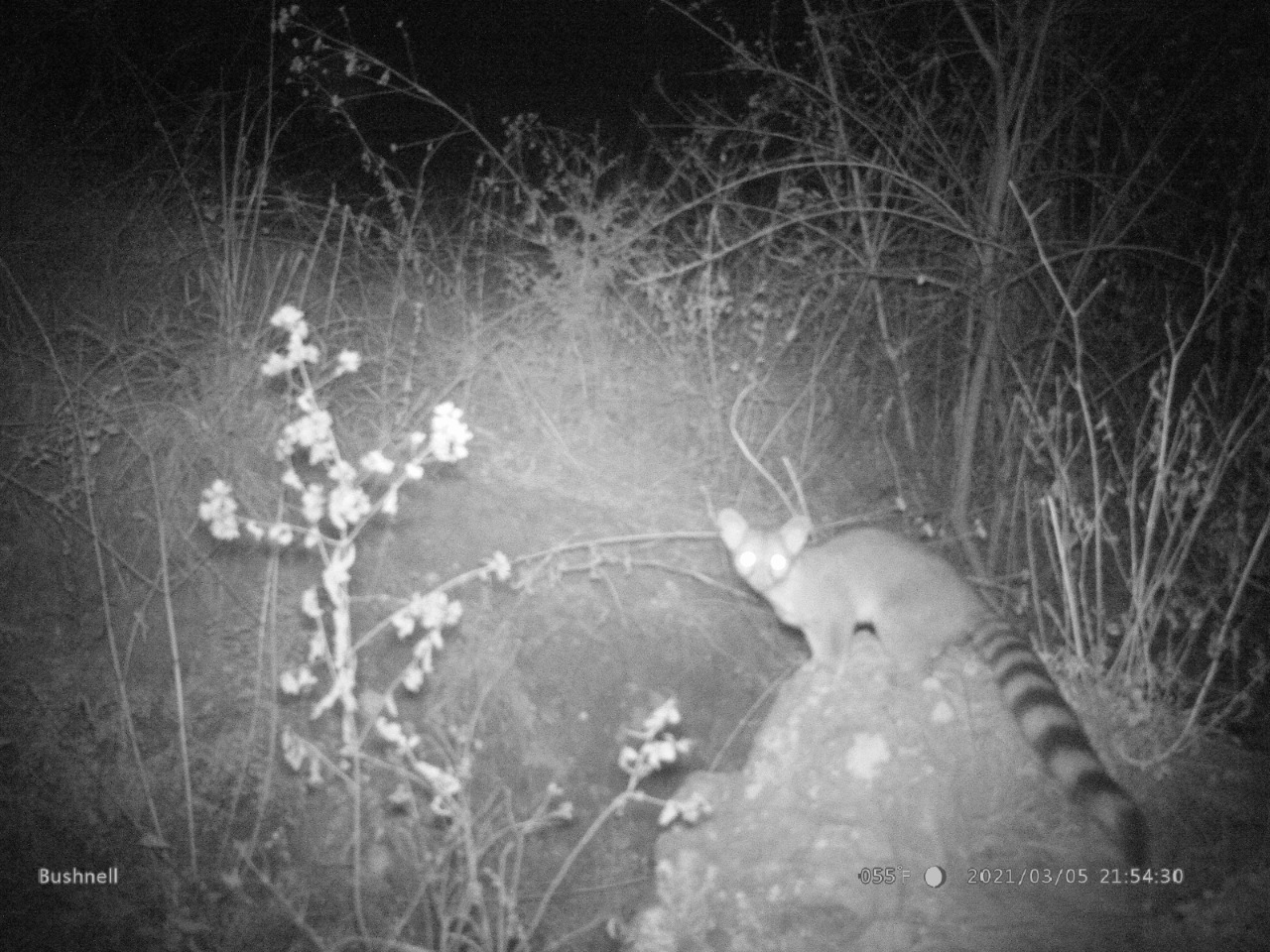 Incrementa diversidad de anfibios y réptiles en Parque Cerro de Amalucan