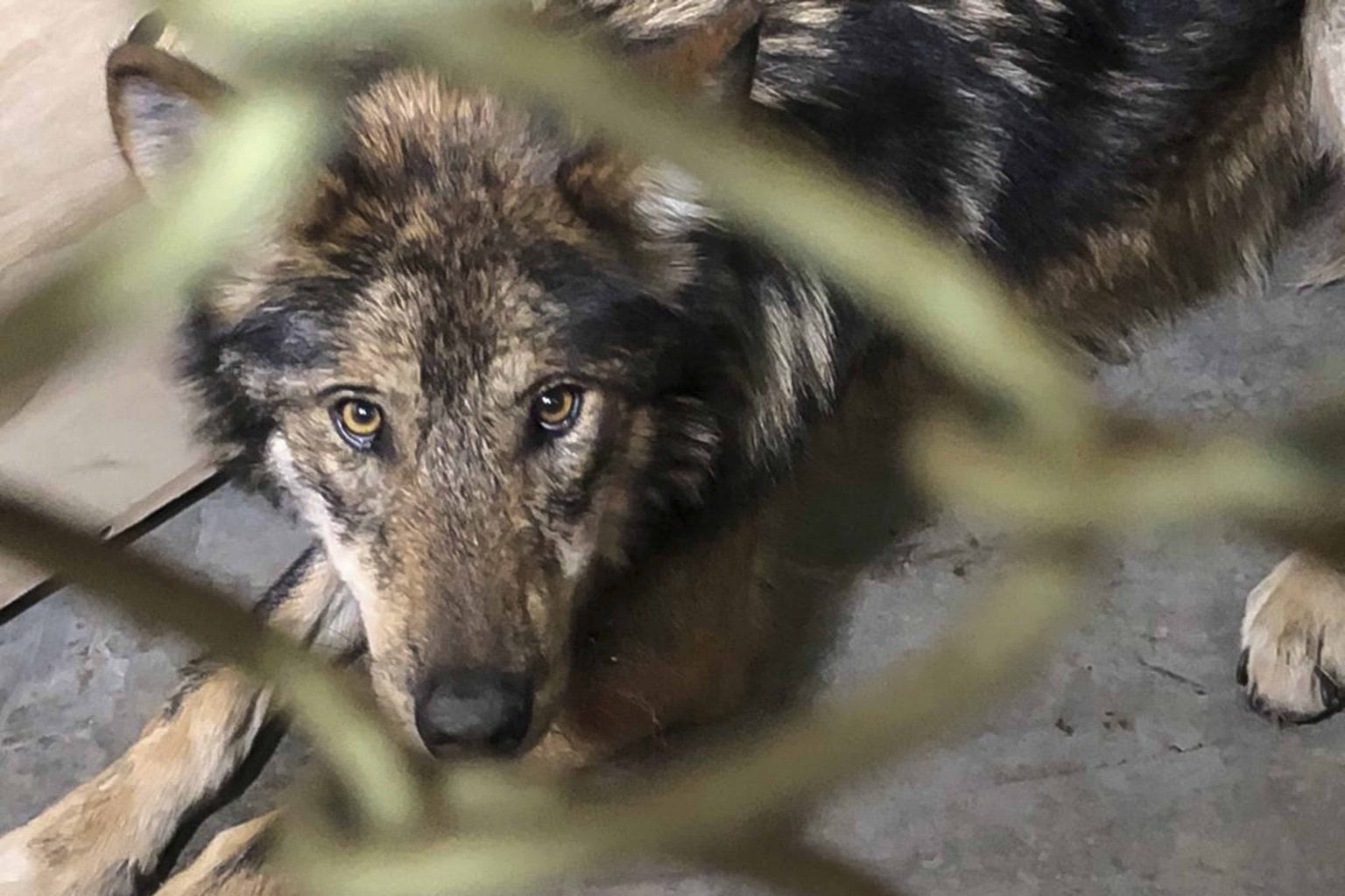 Foto: Cortesía Llegan al zoológico de Tlaxcala tres ejemplares de lobo mexicano