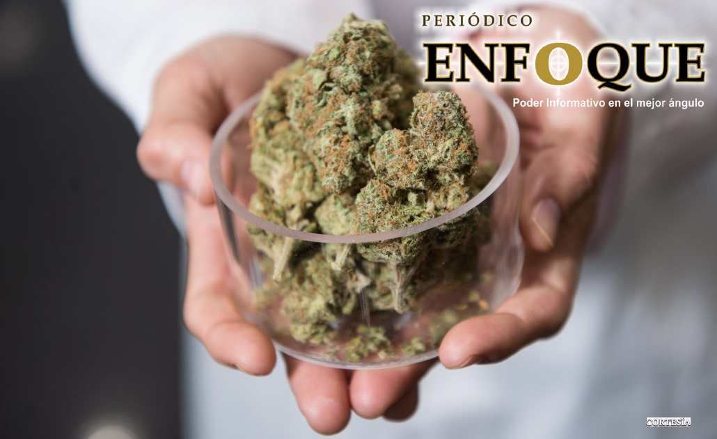 Foto: Cortesía ¿Una persona puede morir por sobredosis de Marihuana?