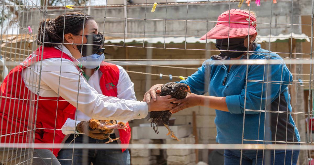 Foto: Cortesía Entrega “Supérate” paquetes de aves de postura a más de mil 900 familias beneficiarias