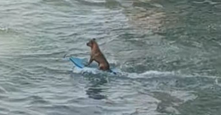 Por: Cortesía Perrito es captado “surfeando” en Veracruz, video se hace viral (Video)