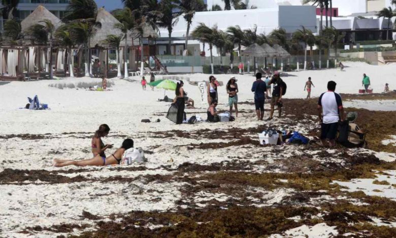 Por: Cortesía Llegada masiva de sargazo amenaza playas del Caribe mexicano