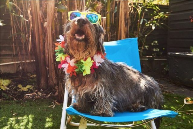 Por: Cortesía Las razones por las que humanizar a tu perro es maltrato animal