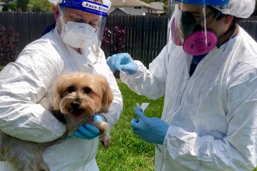 Por: Cortesía Detectan en Malasia un nuevo coronavirus infeccioso que provendría de perros