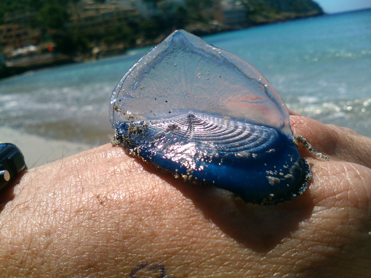 Por: Cortesía Reportan varamiento de medusas azules en La Paz, Baja California Sur
