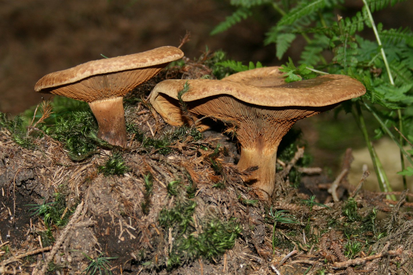 Por: Cortesía Niños afganos evacuados a Polonia necesitan un nuevo hígado tras envenenarse con hongos