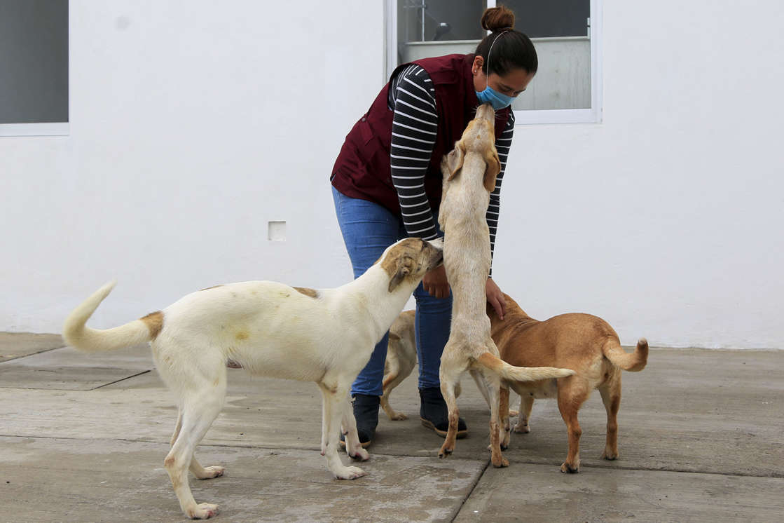 Por: Cortesía Diputados aprueban exhorto contra el maltrato animal
