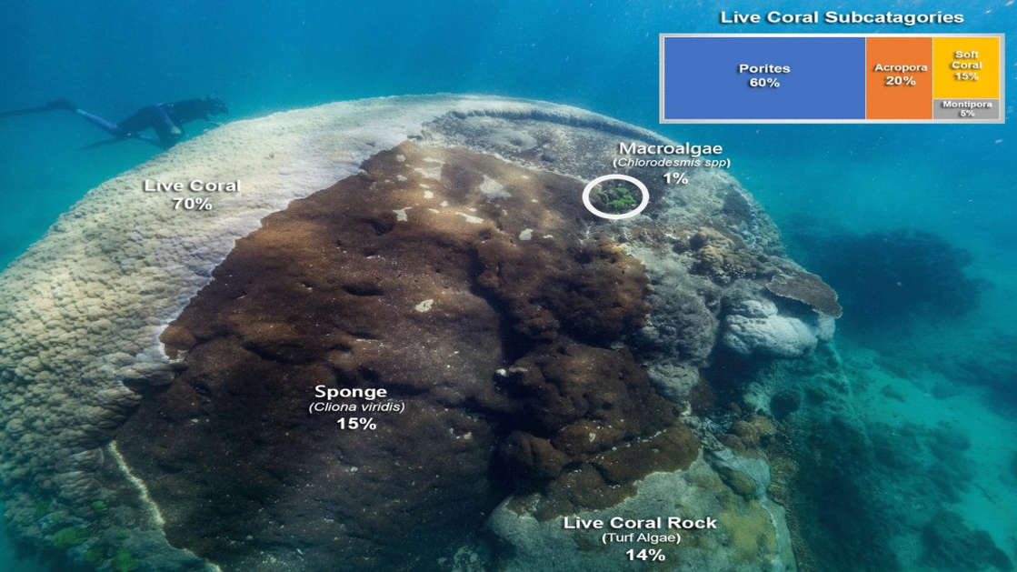 Por: Cortesía Descubren coral gigante de al menos unos 400 años en la Gran Barrera de Coral