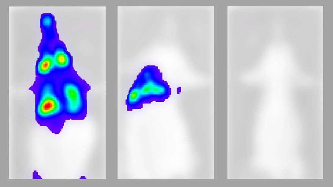 Por: Cortesía De esta manera avanza el covid-19 en el cuerpo de un ser vivo