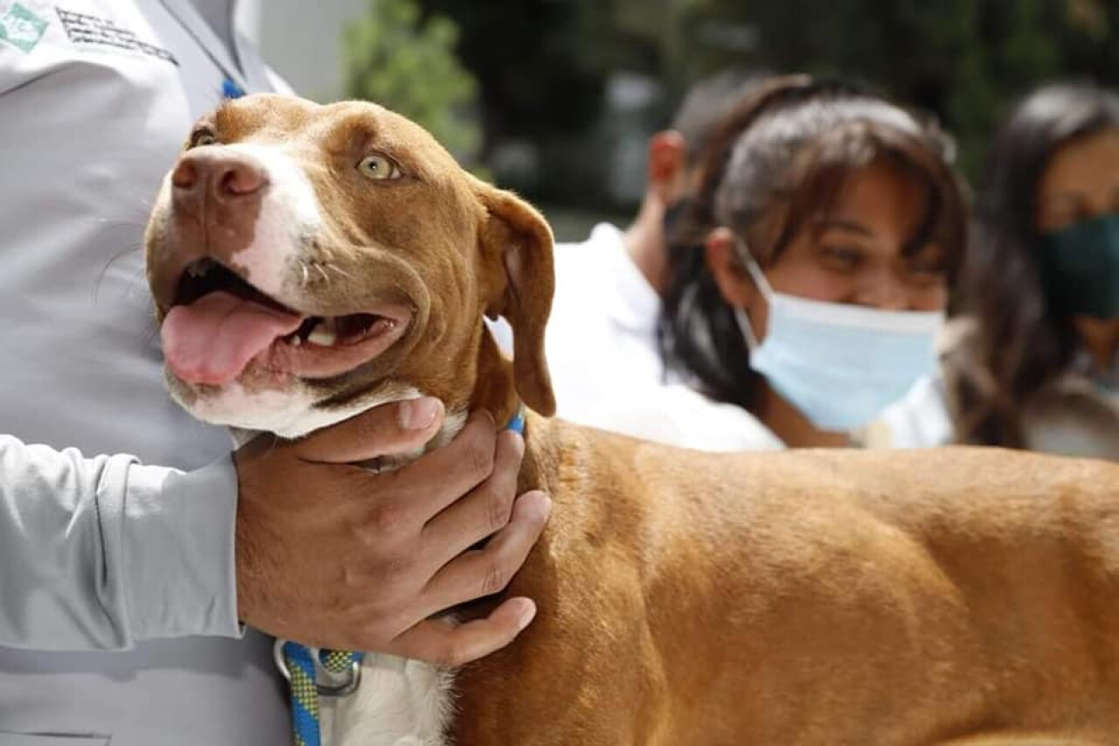 Por: Cortesía Incrementan casos de perros secuestrados en Tehuacán