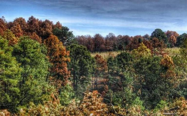 Por: Cortesía 18 municipios de Tlaxcala son afectados por el gusano descortezador