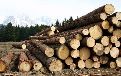 Al menos 12 personas han sido detenidos por tala clandestina