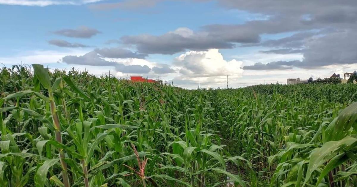 El CAP presentará propuesta para campesinos ante el Congreso de Tlaxcala