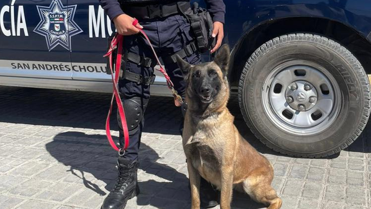 Por: Cortesía ¡A perros! Capacitan a la unidad canina de la Policía de San Andrés Cholula