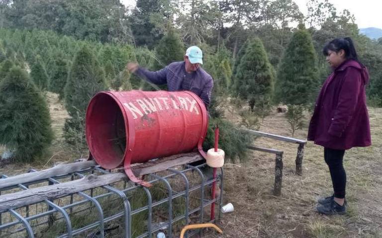Por: Cortesía En Tlaxcala hay 10 mil árboles de navidad disponibles