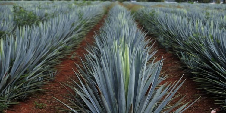 Por: Cortesía Tequila Don Ramón ya no instalará destiladora de mezcal en Puebla