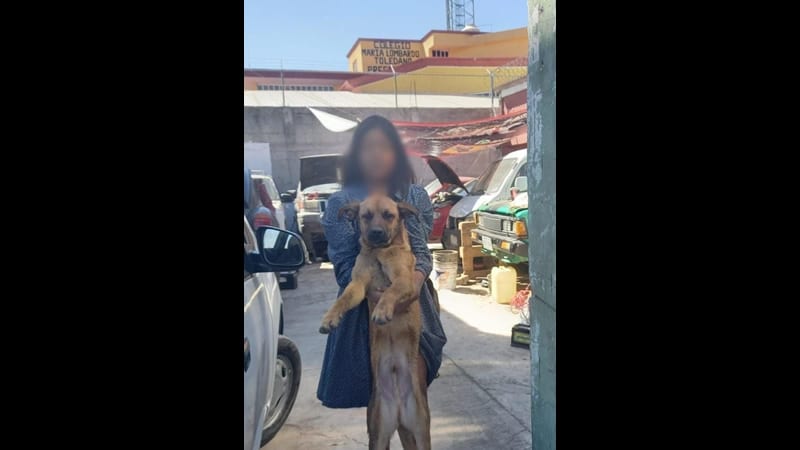 Por: Cortesía "Sano y salvo"; Familia adopta al perrito que fue arrojado a una barranca en San Jerónimo Caleras