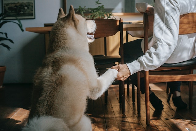Por: Cortesía Por qué no deberías castigar a tu perro