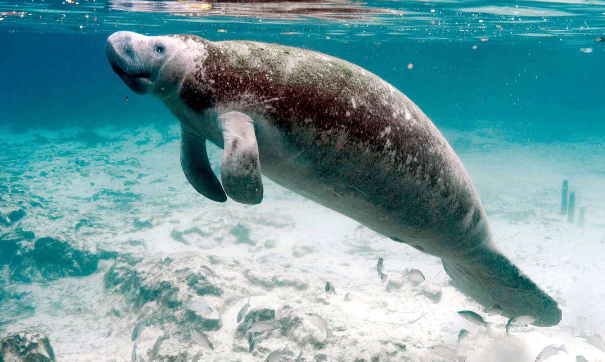 Por: Cortesía UPAEP y AQUADEMIA colaboran en la formación de especialistas de mamíferos acuáticos